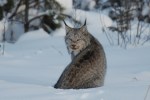 lynx