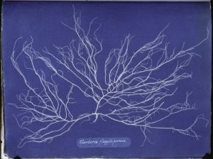 Anna-Atkins.-Chordaria-flagelliformis.
