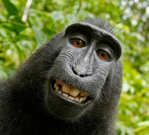 monkey-selfie